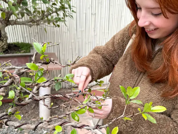 Bonsai Mastery Service